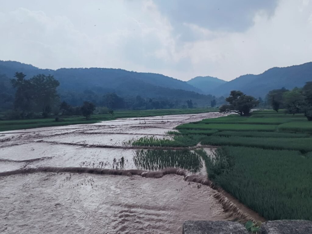 रांची के सिल्ली में डैम टूटा, सैकड़ों एकड़ मे धान की फसलें बर्बाद, किसानों में हाहाकार